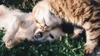 Kucing dan Anjing Juga Perlu Sayuran? Ini Penjelasan Ahli dan Daftar Sayur yang Aman