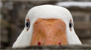 Anatidaephobia Takut Karena Dilihat Bebek Beauty Fimela Com