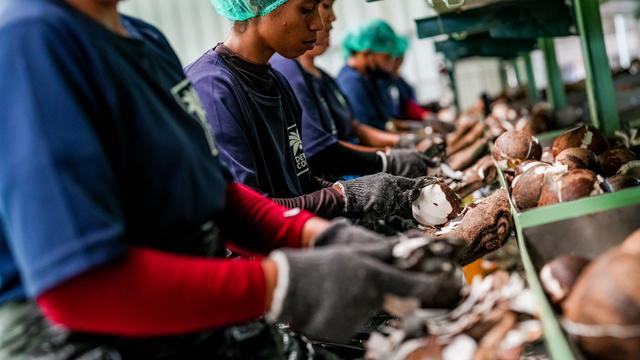 Sabut kelapa disulap jadi bahan bakar terbarukan.