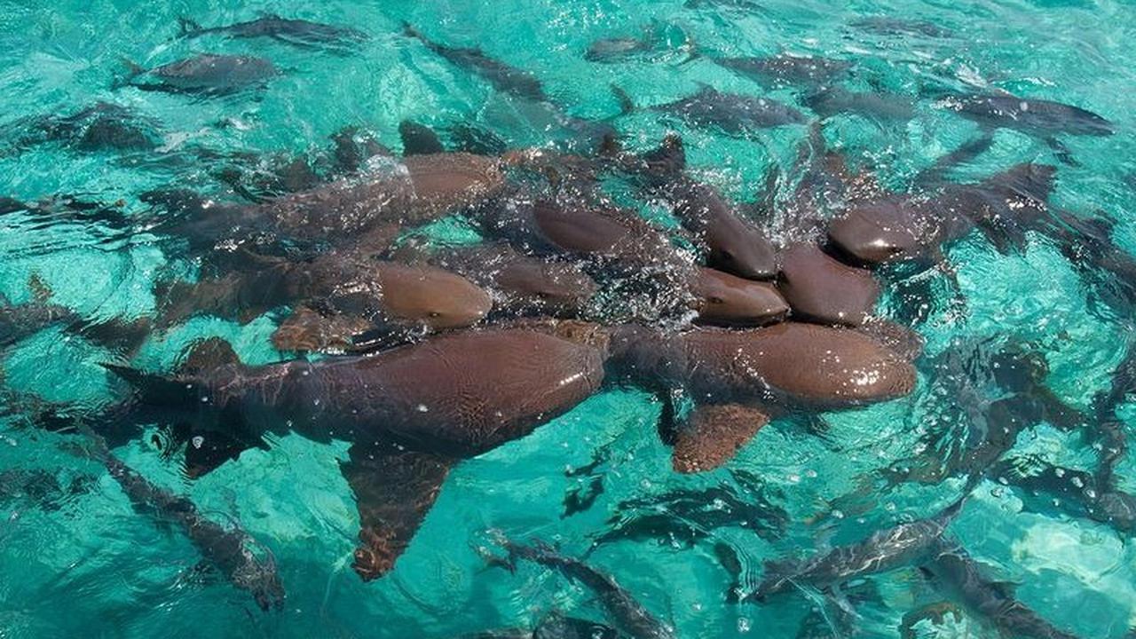 Pacu Adrenalin, Berenang Bersama Ikan Hiu dan Pari