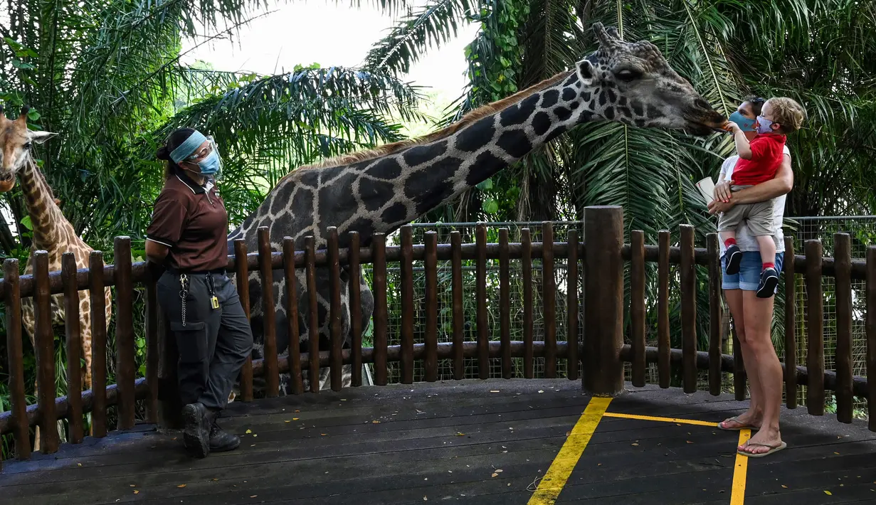 <p>Seorang anak yang digendong sang ibu memberi makan jerapah di kandang pada hari pertama pembukaan Singapore Zoo untuk umum di Singapura, Senin (6/7/2020). Kebun binatang yang hampir tiga bulan ditutup akibat Covid-19 ini dibuka kembali dengan penerapan protokol kesehatan. (Roslan RAHMAN/AFP)</p>