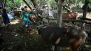 Para pekerja mengikat seekor sapi ke pohon sambil menunggu pelanggan menjelang Hari Raya Idul Adha 1447 Hijriah di Jakarta, Selasa 26 Mei 2026. (AP Photo/Dita Alangkara)