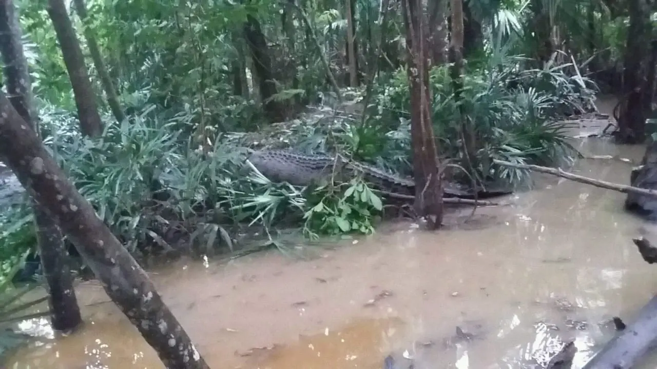 Bocah di Soe Tewas Diterkam Buaya
