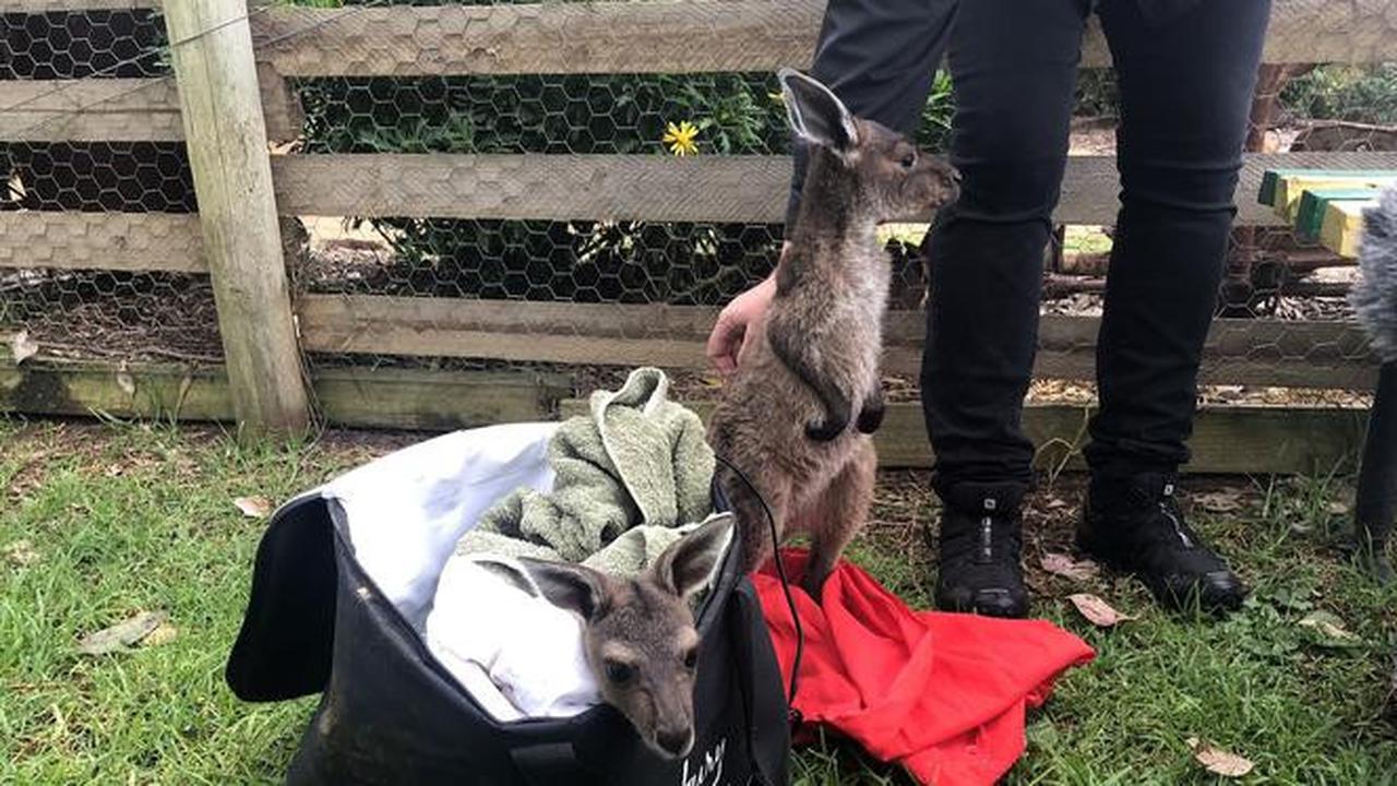 Bayi kanguru dirawat di peternakan di Burnside, Australia Barat.