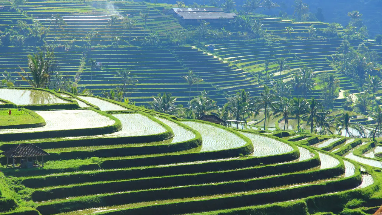 [Bintang] Bali
