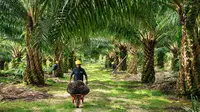PT Austindo Nusantara Jaya Tbk (ANJT). (Foto: Austindo Nusantara Jaya)