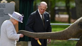 Hormati Elizabeth II, Bayi Gajah di Inggris Dinamai Nang Phaya Berarti Ratu yang Kuat