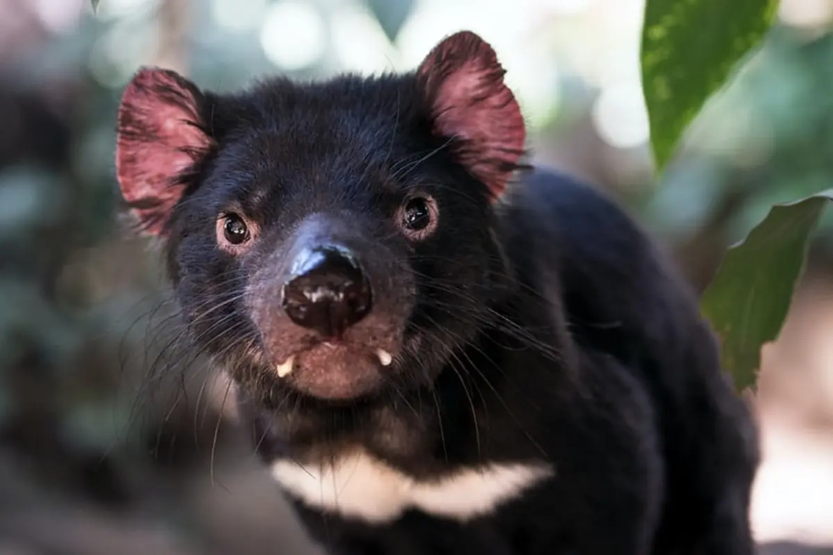 Tasmanian Devil