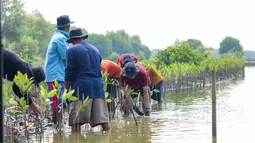 Para petani di kawasan pesisir Muara Gembong melakukan penanaman 10.000 pohon mangrove dengan dukungan program BRI Menanam - Grow &amp; Green.&nbsp;