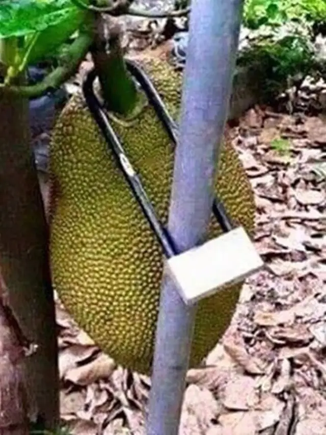 6 Cara Absurd Pengamanan Buah Agar Tak Dicuri Ini Kocak