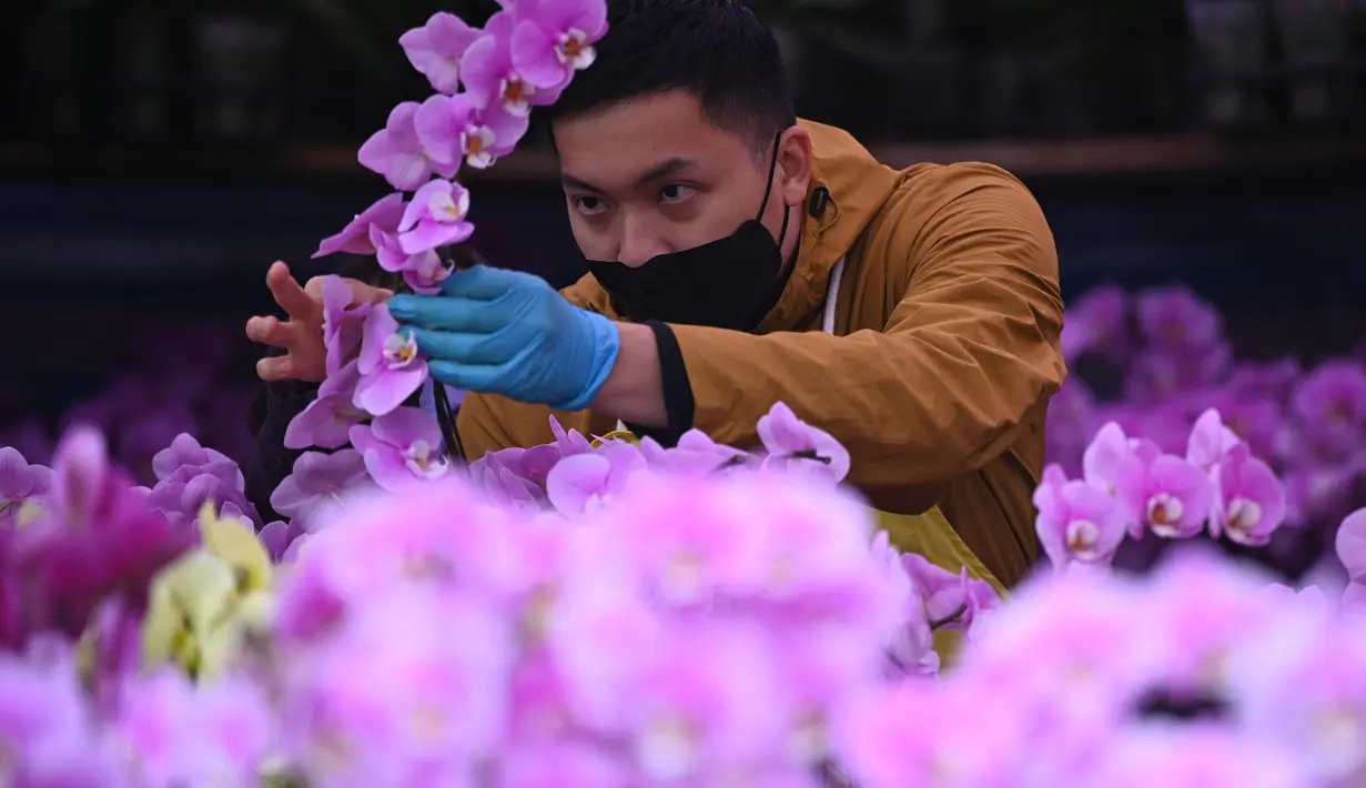 Seorang pedagang menata bunga pada hari pembukaan pasar bunga di Hong Kong (16/1/2023). Tahun Baru Imlek tahun ini jatuh pada tanggal 22 Januari 2023. (AFP/Peter Parks)