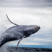 Paus | pexels.com/@silvana-palacios-2013790