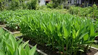 6 Cara Menanam Ganyong di Pekarangan untuk Cadangan Pangan, Umbi Lokal Kaya Manfaat