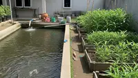7 Cara Menggabungkan Kolam Lele dan Kebun Kangkung di Halaman Rumah agar Lebih Produktif