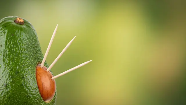 Diperam atau Ditusuk Pakai Tusuk Gigi, Mana Cara Paling Cepat Matangkan Alpukat?