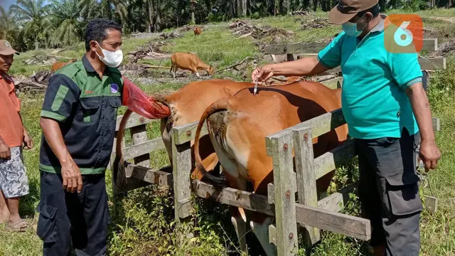Sapi Bali