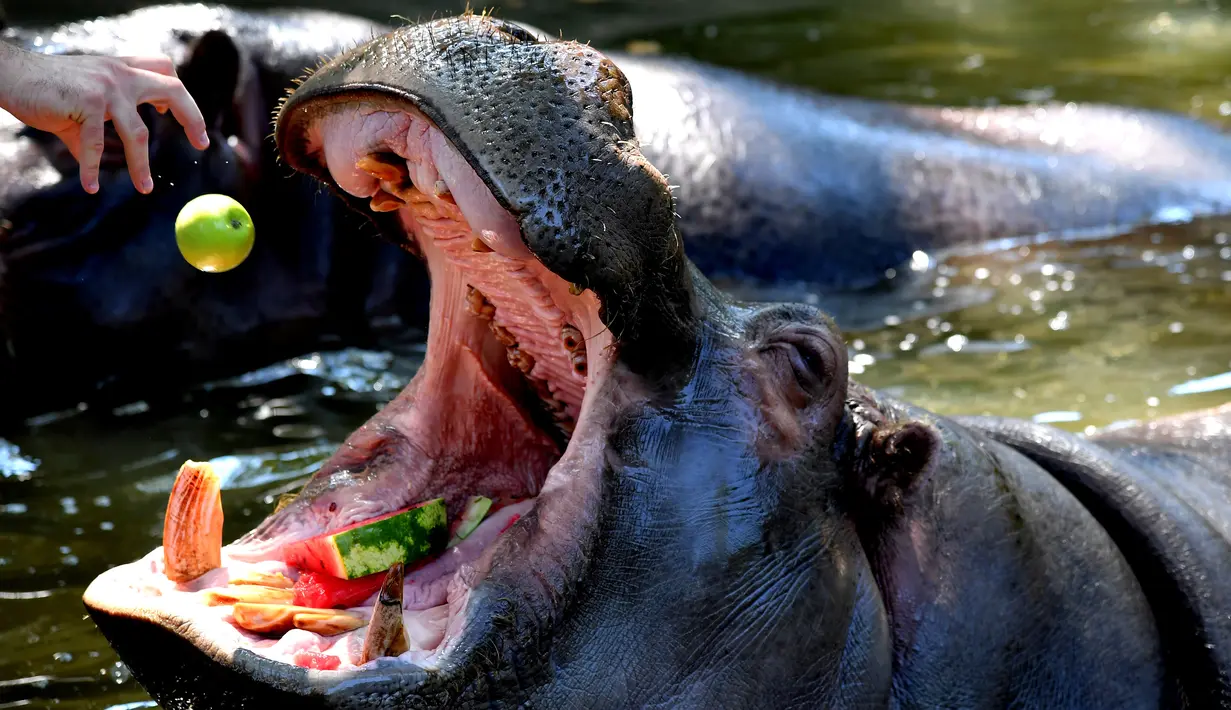 Seekor kuda nil diberi makan buah untuk mendinginkan diri di kebun binatang "Bioparco" selama gelombang panas di Roma, Italia (25/7). (AFP Photo/Tiziana Fabi)