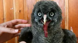 Bayi burung hantu Great Grey diberi makan oleh petugas di Kebun Binatang Royev Ruchey, Siberia, Krasnoyarsk, Rusia (7/6).Bayi burung hantu yang lucu ini menjadi idola barru pengunjung kebun binatang. (REUTERS/Ilya Naymushin)