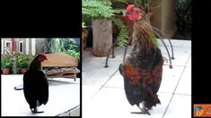 Citizen6, Bali: Ayam jantan berusia lebih dari tiga tahun ini memiliki keunikan pada bentuk tubuhnya, bentuk tubuh ayam ini tegak seperti bebek. ayam ini berada di Desa Penarukan, Singaraja, Bali. (Nyoman Sujana).