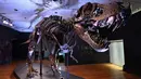Kerangka T-Rex bernama STAN dipajang selama pratinjau pers di Christie's Rockefeller Center pada 15 September 2020 di New York City. Dinosaurus ini diperkirakan berusia sekitar 67 juta tahun, ditemukan pada tahun 1987 di South Dakota oleh ahli paleontologi amatir Stan Sacrison. (Angela Weiss/AFP)