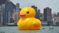Rekaman Video Bebek Jumbo Berenang di Pelabuhan Hong Kong