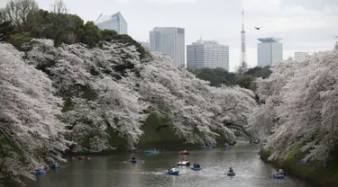 Sejumlah pengunjung naik perahu menikmati keindahan bunga sakura yang mekar sempurna di Chidorigafuchi selama musim semi di Tokyo, Jepang, (4/4). Bunga Sakura merupakan satu keunggulan negara Jepang. (REUTERS/Issei Kato)