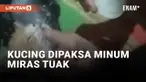 Miris, Kucing Dipaksa Minum Miras Tuak