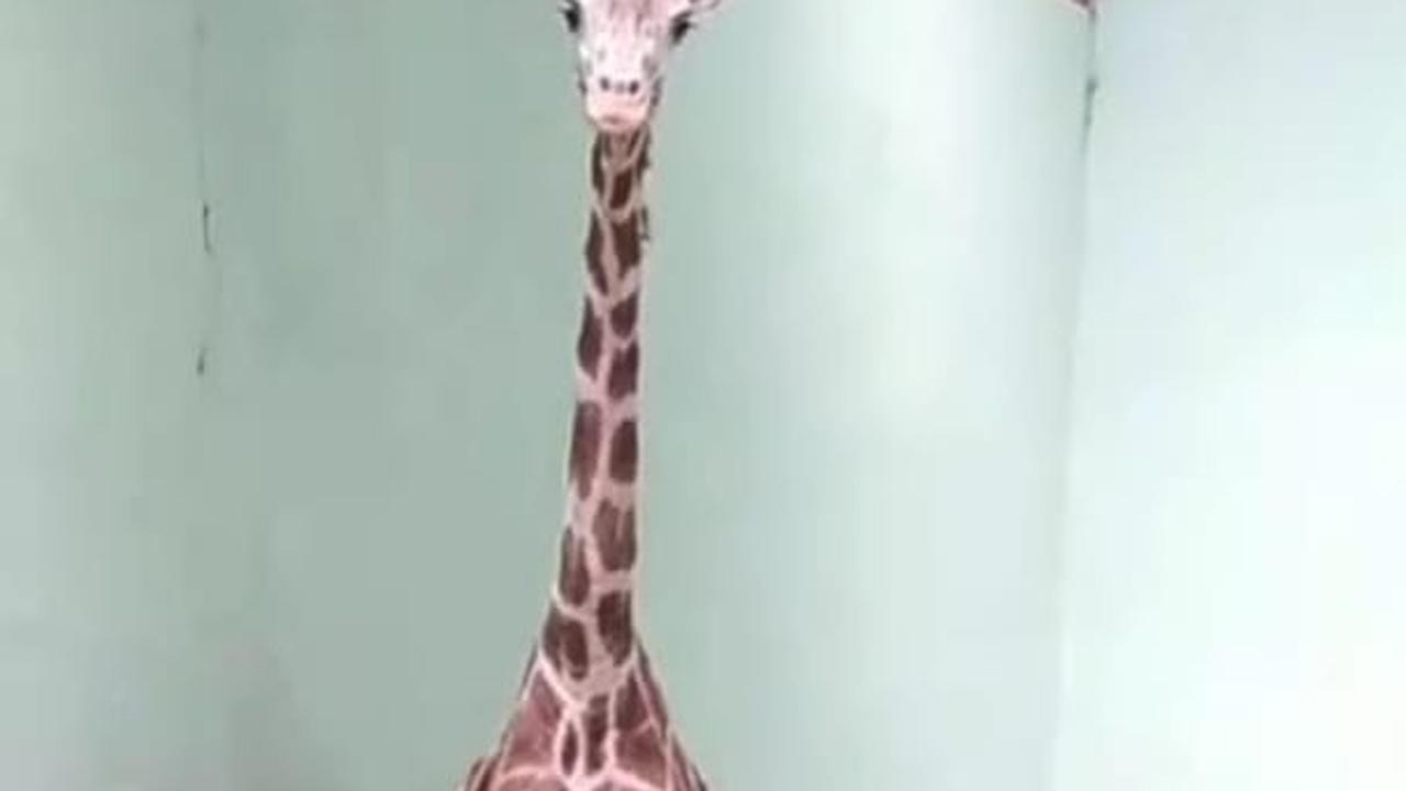 Imutnya Bayi Jerapah Afrika di Taman Safari Prigen Bernama Corona