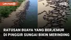 Momen langka saat ratusan buaya ini berjemur di pinggir sungai.