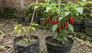 13 Cara Menyuburkan Tanaman Cabai yang Pertumbuhannya Lambat, Tumbuh Lebih Optimal