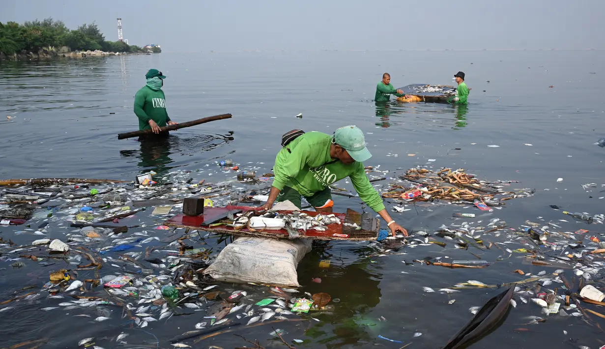 Pekerja mengumpulkan ikan mati yang hanyut ke daratan Freedom Island di sepanjang Teluk Manila, Filipina, Jumat (11/10/2019). Teluk Manila menjadi salah satu saluran air yang paling tercemar di negara tersebut. (Ted ALJIBE/AFP)