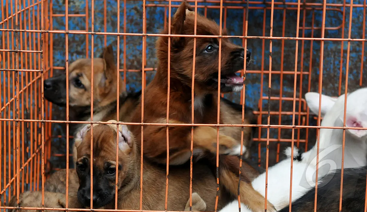 Sejumlah anjing berada di dalam kurungan saat razia perdagangan anjing di Jalan Latuharhary, Jakarta Pusat, Kamis (9/4/2015). Dalam oprasinya petugas menyita puluhan anjing yang tidak memiliki kelengkapan surat. (Liputan6.com/Johan Tallo)