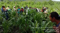 Dari luas tanam jagung di kabupaten flores timur seluas 12 ribu hektar sebagian terkena serangan ulat grayak intensitas sedang dan sebagian berat. Namun demikian tidak ada laporan tanaman jagung yang puso.