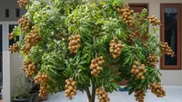Cara Menyiram Kelengkeng agar Tidak Mudah Rontok, Buah Tumbuh Optimal dan Panen Lebih Maksimal