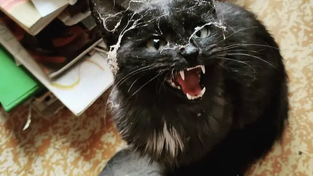 7 Potret Nyeleneh Kucing Terperangkap Sarang Laba-Laba Ini Kocak
