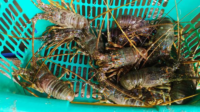Sejumlah lobster hasil tangkapan nelayan di pantai Selatan Garut, Jawa Barat.