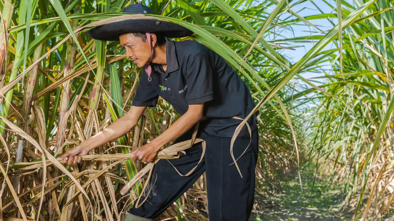 PTPN III Petani Tebu