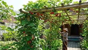 9 Tanaman Buah yang Bisa Dirambatkan di Pagar atau Pergola, Cantik dan Produktif