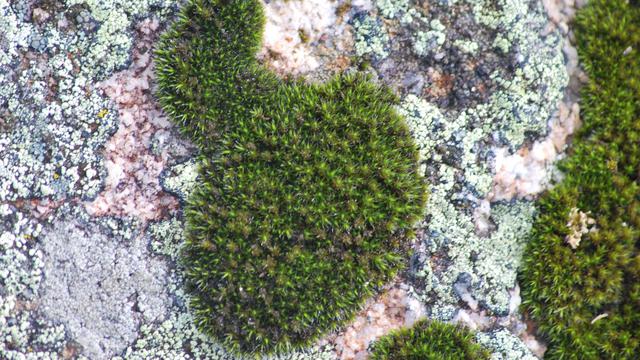 Ciri-ciri Tumbuhan Lumut