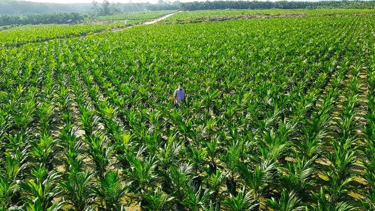 Lokasi pengembangan bibit sawit unggul di Riau.