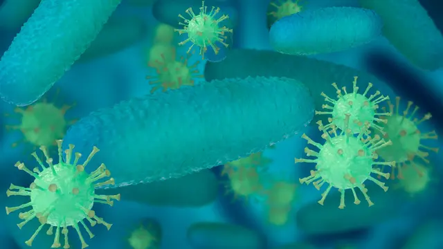 Bacteria