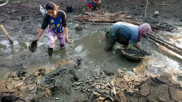KOlam ikan milik warga dipanen dini akibat pasokan air mengecil