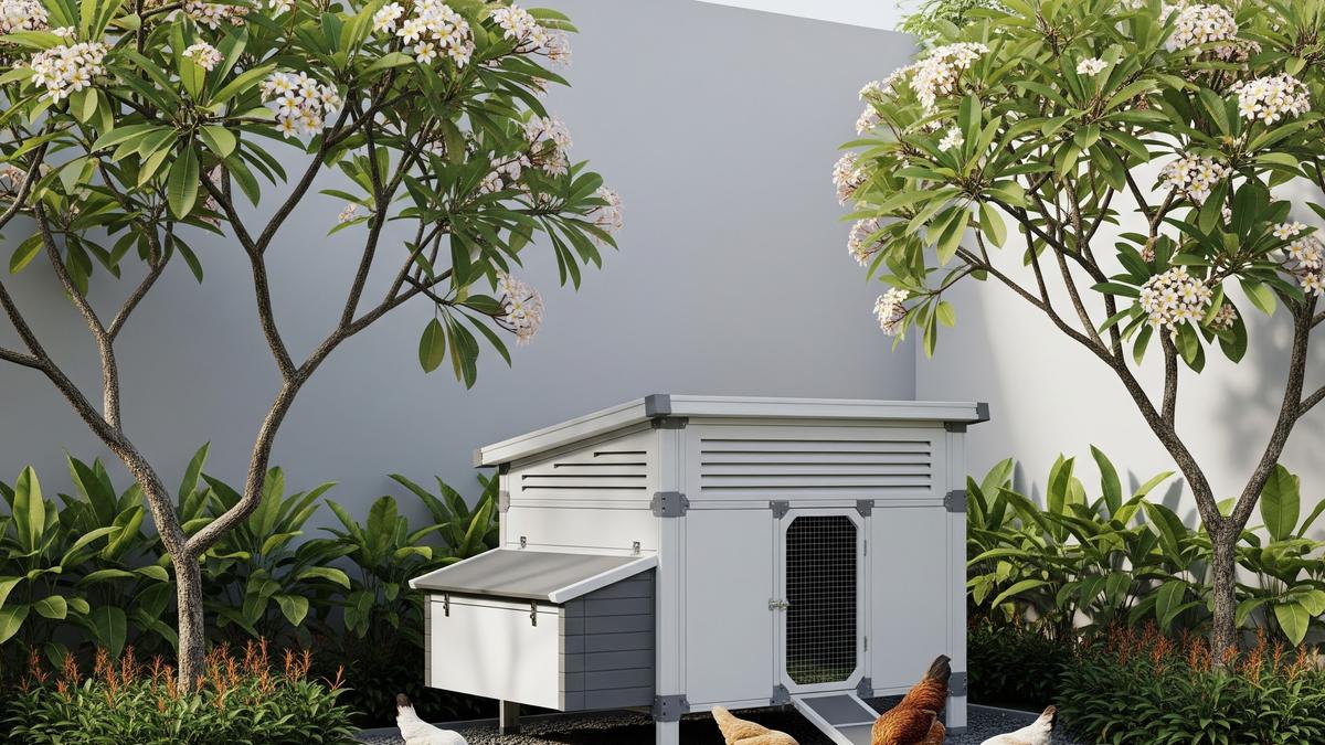 Kandang Ayam Sistem Knock Down Mudah Bongkar Pasang, Solusi Praktis untuk Peternak Modern