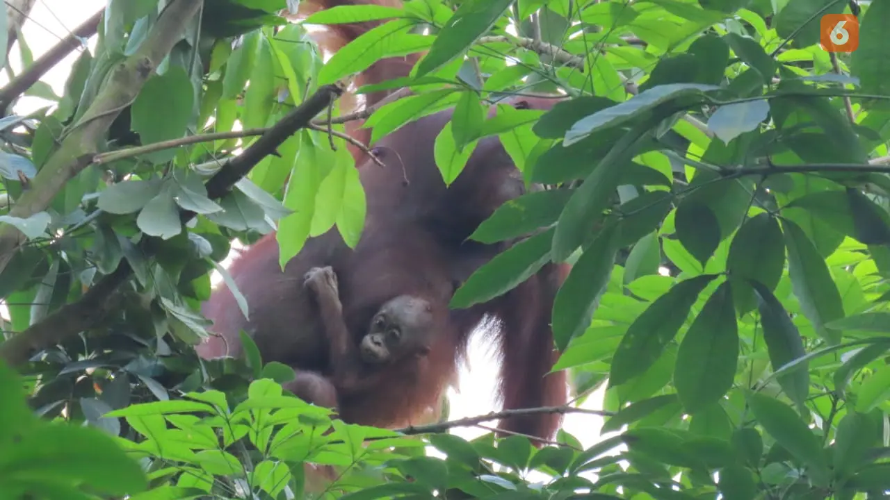 Induk dan Bayi Orangutan