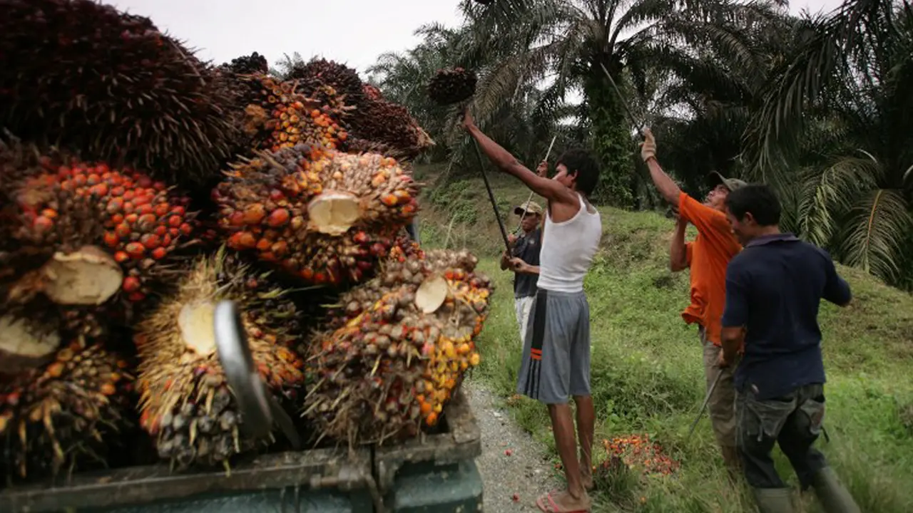 20150901-Kelapa Sawit