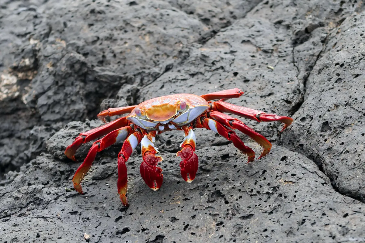 kepiting