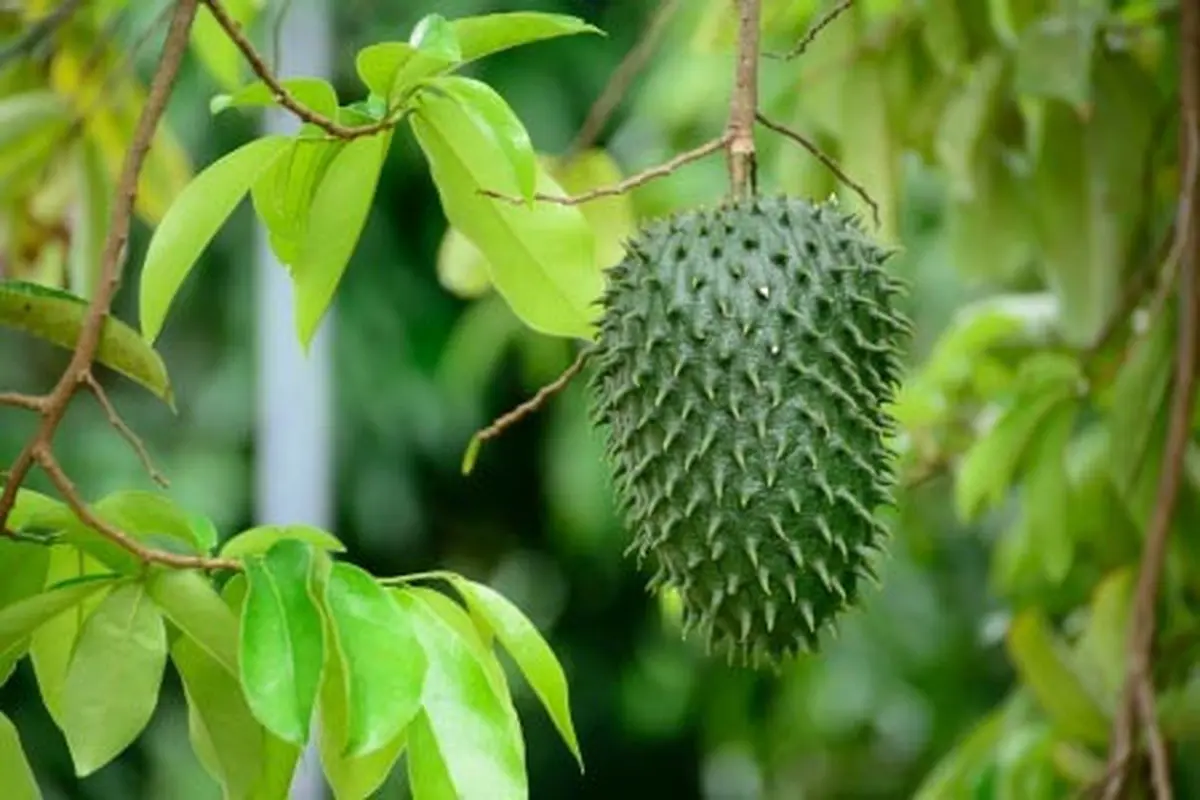 3 Manfaat Daun Sirsak untuk Kesehatan