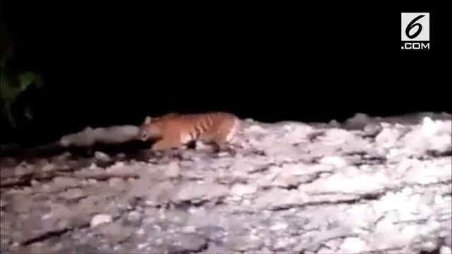 VIDEO: Harimau Padang yang Meresahkan Warga Akhirnya Tertangkap