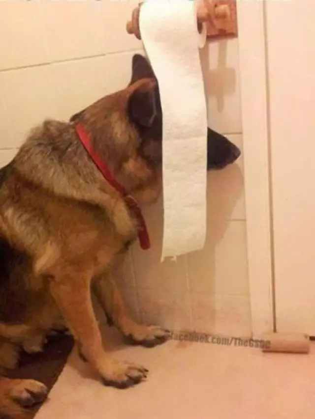 7 Potret Aksi Anjing saat Bersembunyi Ini Bikin Gemas