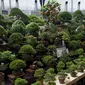 Pengunjung melihat bonsai yang ditampilkan saat Konvensi Bonsai Dunia ke-8 di Saitama, Tokyo, Jepang, Sabtu (29/4). Konvensi yang diadakan setiap empat tahun ini, telah diselenggarakan di AS, Korea, China dan Eropa. (AFP PHOTO / Kazuhiro NOGI)